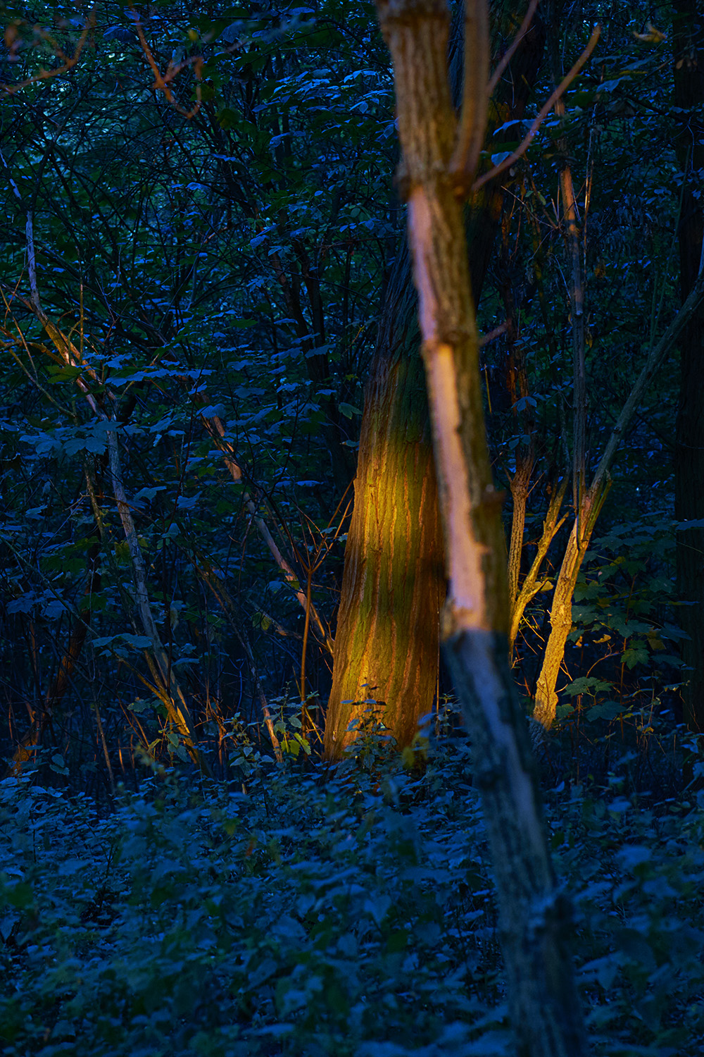 Morgendämmerung im Park, Köln © Monika Probst, Köln